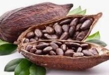 ¿De dónde viene tu chocolate? cacao