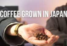 Conoce el cafe de 335 dolares la taza cafe de japon