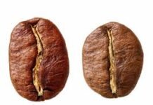 ¿Cómo Diferenciar un Grano de Arábica y uno de Robusta a Simple Vista? grano de robusta y arabica