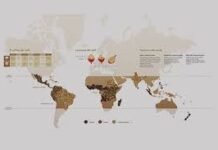 🇹🇿 Tanzania: Café con Vista al Kilimanjaro paises cafeteros