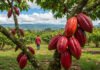 El cacao se desplomó casi 50%: ¿va a bajar el precio del chocolate? cacao