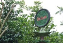 980 dólares la taza: el café más caro del mundo y por qué alguien lo paga cafe gueisha