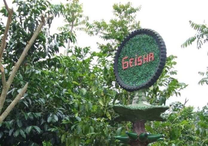 cafe gueisha