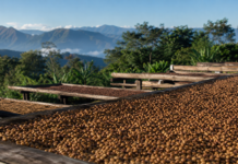 Café de los Yungas Bolivia: por qué se cultiva entre 1.400 y 2.300 metros y qué lo hace especial cafe yungas bolivia