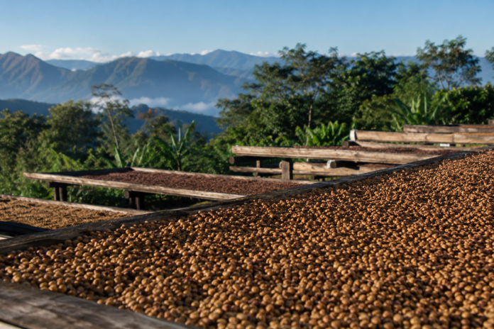 cafe yungas bolivia