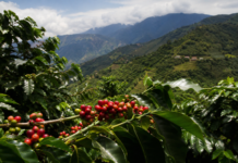Caranavi: el corazón cafetero de Bolivia y por qué es clave para entender el café de los Yungas caranavi bolivia
