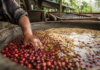 Café fermentado: por qué esta tendencia divide a los amantes del café cafe cofermentado