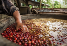 Café fermentado: por qué esta tendencia divide a los amantes del café cafe cofermentado