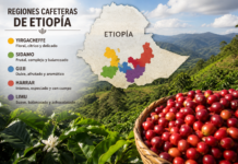 Regiones cafeteras de Etiopía: Yirgacheffe, Sidamo, Guji, Harrar y Limu zonas de etiopia